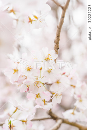 【東京都】満開の桜 【東京都】満開の桜 39222228