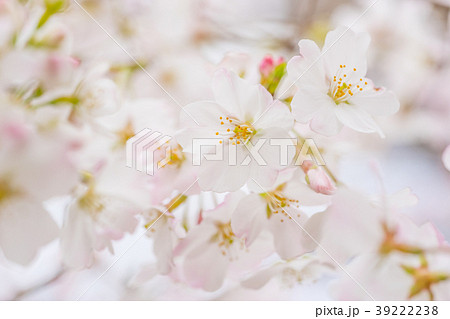 【東京都】満開の桜 39222238