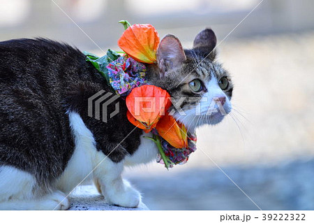 ほおずき猫 ほおずき猫 39222322