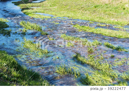 春の川 39222477