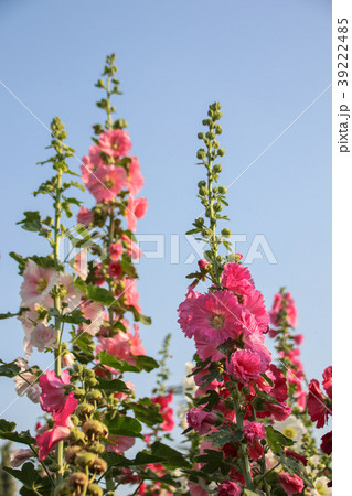 立葵 ホリホック 花葵 39222485