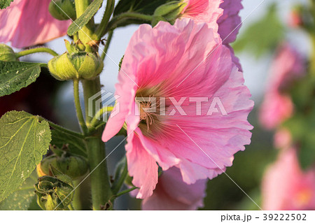 立葵 ホリホック 花葵 39222502