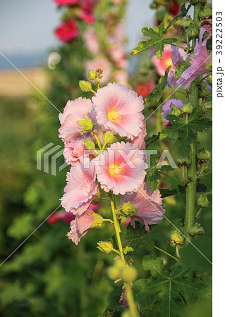 立葵 ホリホック 花葵 39222503