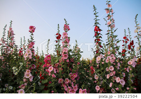 立葵 ホリホック 花葵 39222504