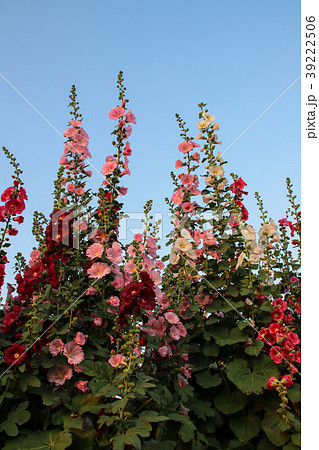 立葵 ホリホック 花葵 39222506