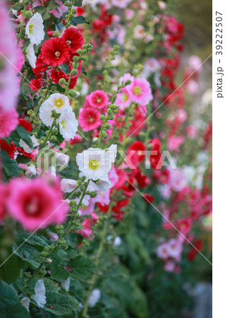 立葵 ホリホック 花葵 39222507