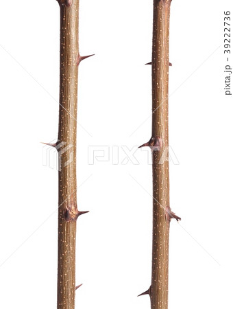 Thorns of a plant 39222736