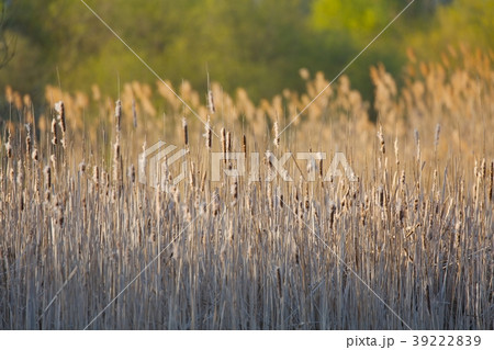 Bulrush on the lakeside Bulrush on the lakeside 39222839