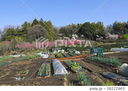 横浜市青葉区の家庭菜園 横浜市青葉区の家庭菜園 39222963