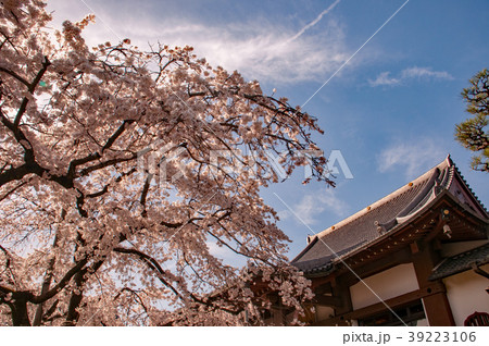 香積院の桜 香積院の桜 39223106