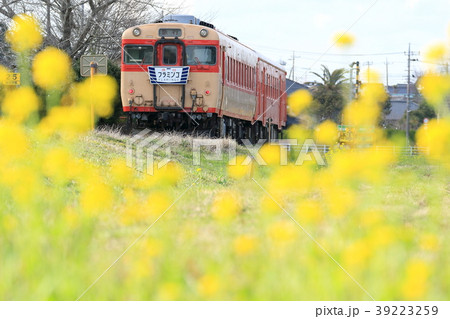 いすみ鉄道「菜の花に包まれて」 39223259