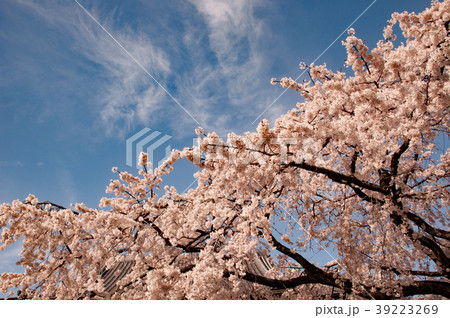 香積院の桜 香積院の桜 39223269