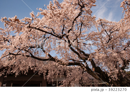 香積院の桜 39223270