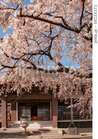 香積院の桜 香積院の桜 39223271