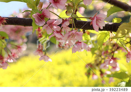 桜と菜の花 桜と菜の花 39223489