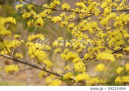 サンシュ４ 39223494