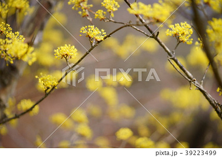 サンシュ７ 39223499