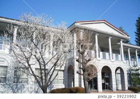 満開の魯桃桜　南安曇教育文化会館 39223902