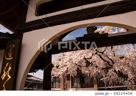 香積院の桜 39224456