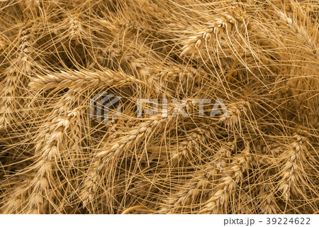 Rye field ripening nature background 39224622