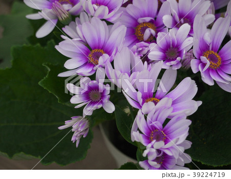 サイネリア 39224719