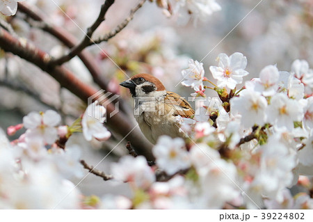 桜 39224802
