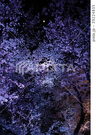 桜　ライトアップ　紫 39224835