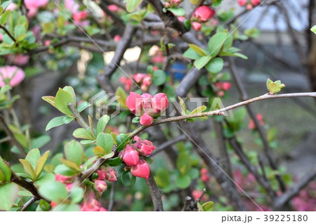 ボケのつぼみ 39225180