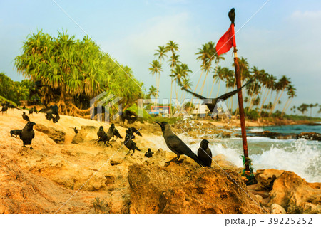 a flock of black ravens 39225252