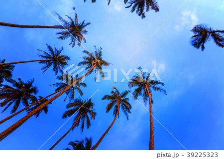 Silhouettes of palm trees 39225323