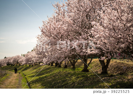 満開の桜 満開の桜 39225525