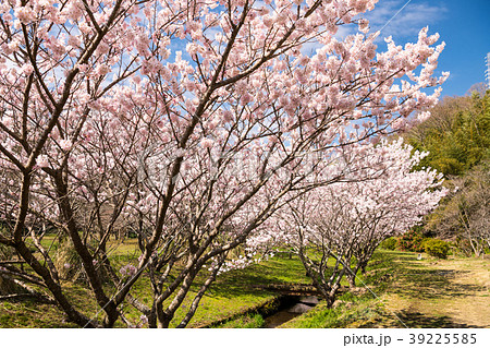 満開の桜 満開の桜 39225585