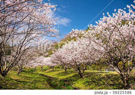 満開の桜 満開の桜 39225586
