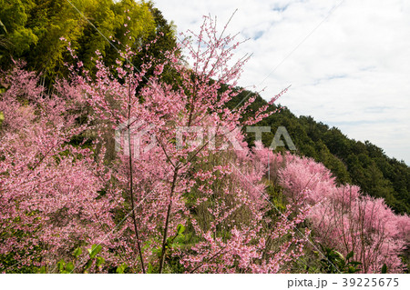 根府川おかめ桜まつり 39225675