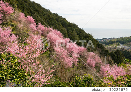 根府川おかめ桜まつり 根府川おかめ桜まつり 39225676