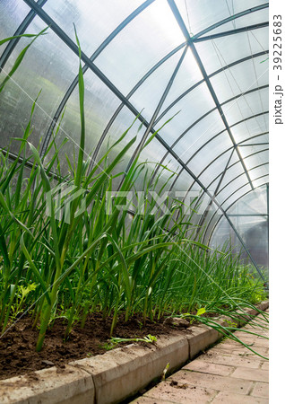 Inside small garden greenhouse Inside small garden greenhouse 39225683