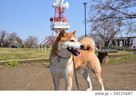 ペットと散歩 39225687