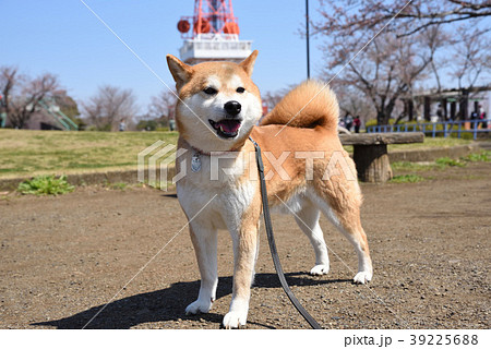 ペットと散歩 39225688