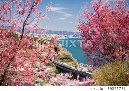 東海道の桜 東海道の桜 39225771