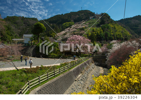 しだれ桜と梅林と青空　賀名生皇居　奈良県五條市 39226304