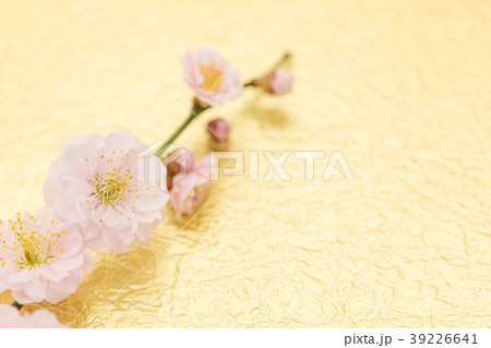 梅の花　わずかに桃色がかった八重の花　もみがみ砂子振の金色和紙バック 39226641
