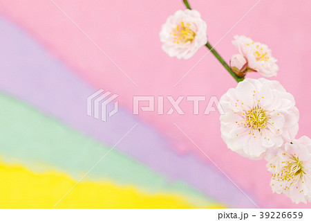 わずかに桃色がかった八重の梅の花　淡い3色の和紙バックぼかし 39226659