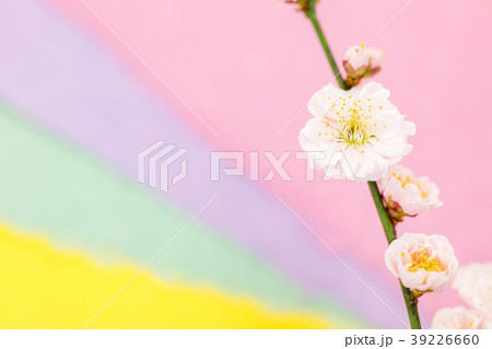 わずかに桃色がかった八重の梅の花　淡い3色の和紙バックぼかし 39226660