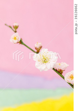 わずかに桃色がかった八重の梅の花 淡い3色の和紙バックぼかし わずかに桃色がかった八重の梅の花 淡い3色の和紙バックぼかし 39226662