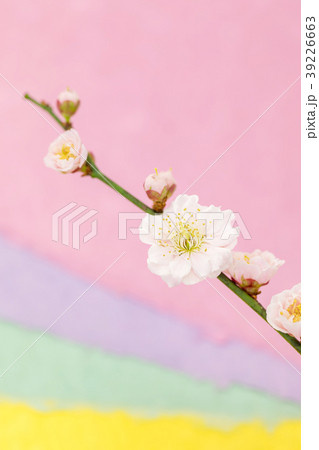 わずかに桃色がかった八重の梅の花　淡い3色の和紙バックぼかし 39226663