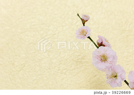 梅の花　わずかに桃色がかった八重の花　もみがみ砂子振の金色和紙バックぼかし 39226669