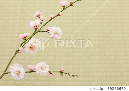 梅の花　わずかに桃色がかった八重の花　畳バック 39226679