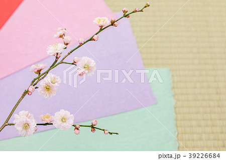 梅の花 わずかに桃色がかった八重の花 カラフルな和紙と畳バック 梅の花 わずかに桃色がかった八重の花 カラフルな和紙と畳バック 39226684