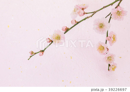 梅の花　わずかに桃色がかった八重の花　もみがみ砂子振の桃色和紙バック 39226697