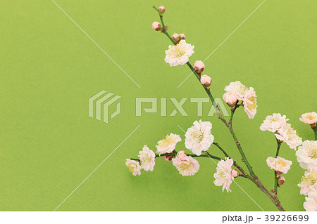 梅の花　わずかに桃色がかった八重の花　緑色の和紙バック 39226699